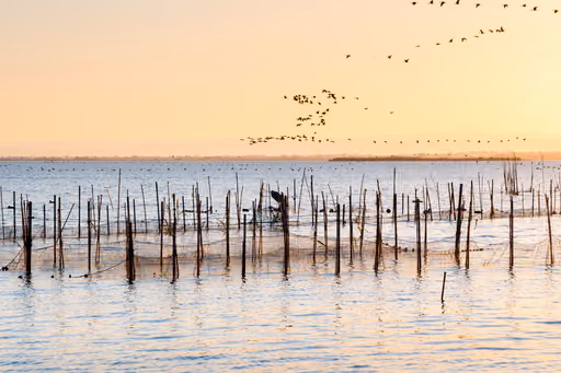 Fotografía realista y de alta calidad de los humedales de la Albufera de Valencia al atardecer, con varias aves acuáticas sobrevolando el agua tranquila y los juncos.